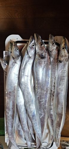 タチウオの釣果