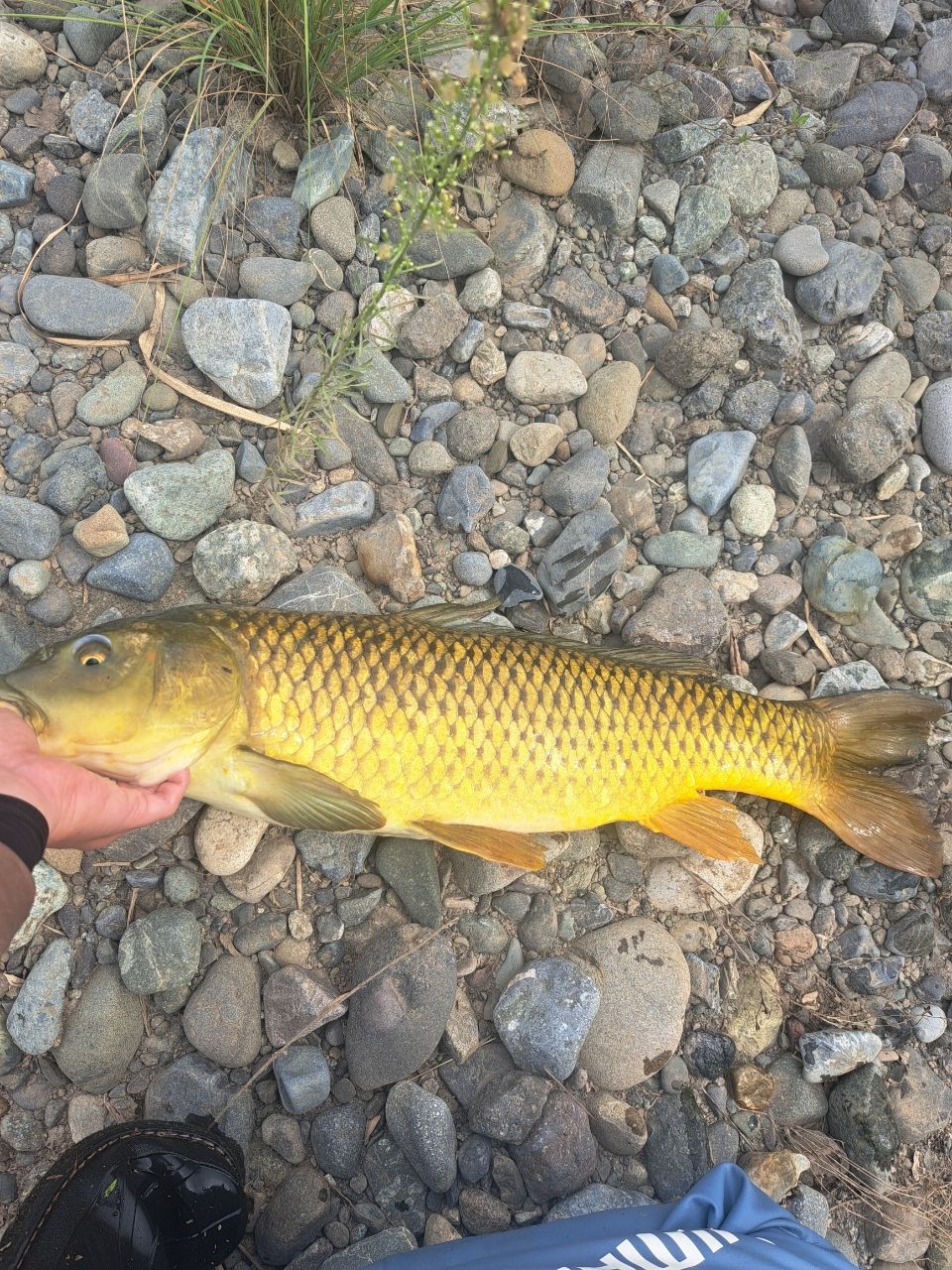 相模川の釣行 - アングラーズ | 釣果600万件の魚釣り情報サイト