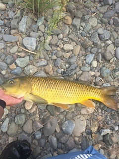 コイの釣果