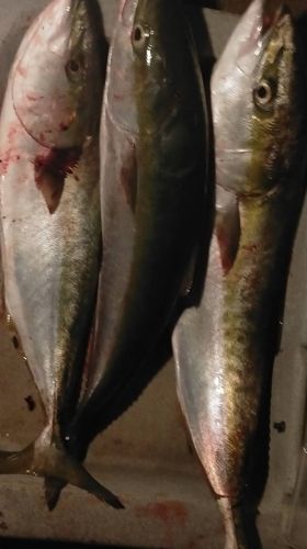 ワラサの釣果