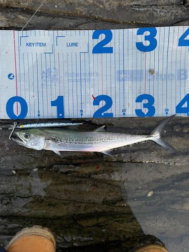 サゴシの釣果