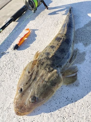マゴチの釣果