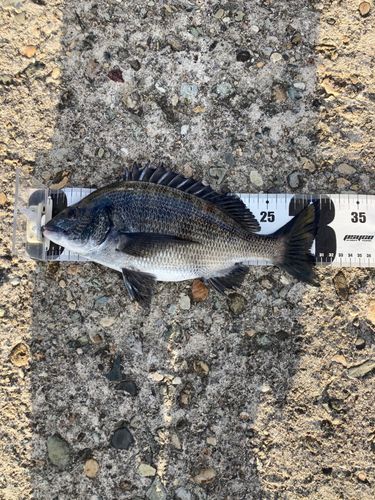 クロダイの釣果