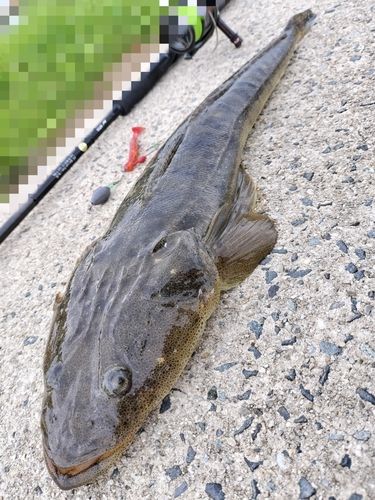 マゴチの釣果
