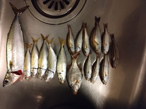 アジの釣果