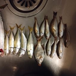 アジ