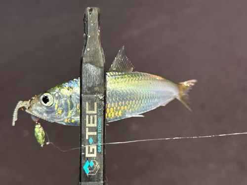サッパの釣果