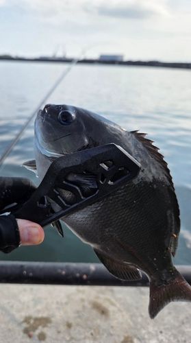 メジナの釣果