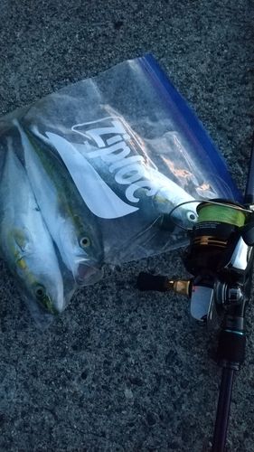 コゾクラの釣果