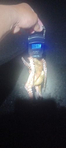タコの釣果