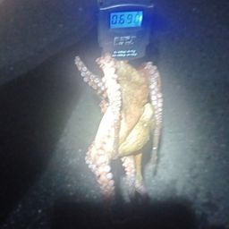 タコ