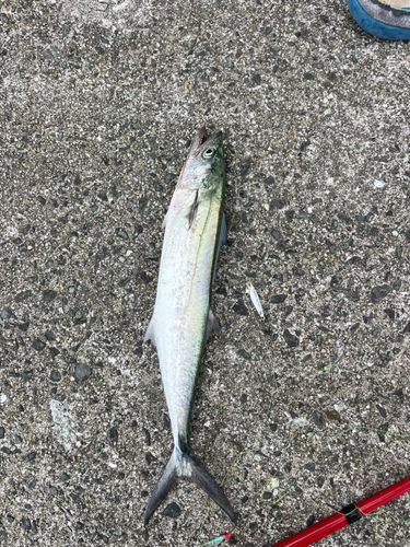 サゴシの釣果