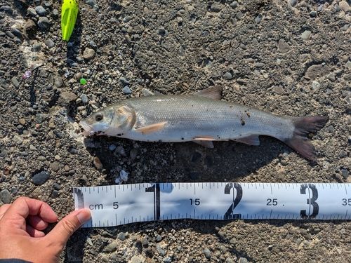 ウグイの釣果