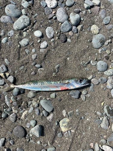 サバの釣果