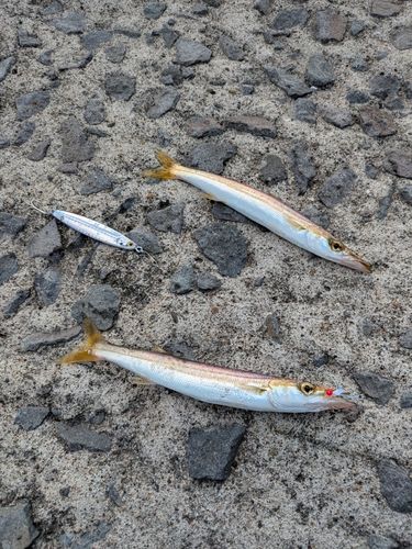 カマスの釣果