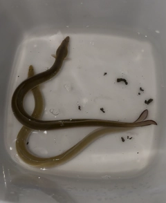 ウナギの釣果