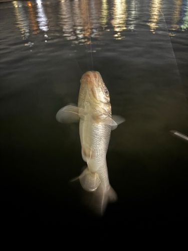 ニゴイの釣果