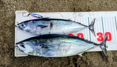 マルソウダの釣果