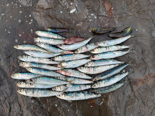 ウルメイワシの釣果