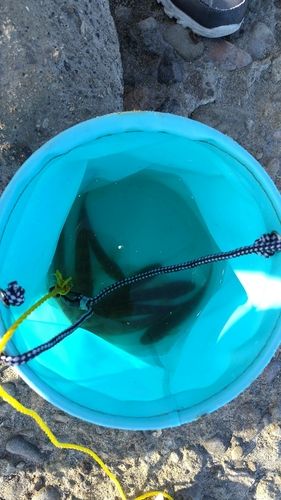 マハゼの釣果
