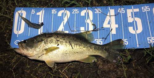 ブラックバスの釣果