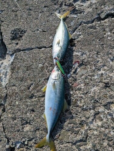 フクラギの釣果