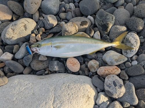 ワカシの釣果