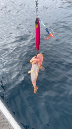 アカエソの釣果