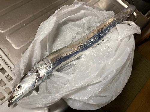 タチウオの釣果