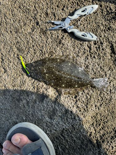 ソゲの釣果