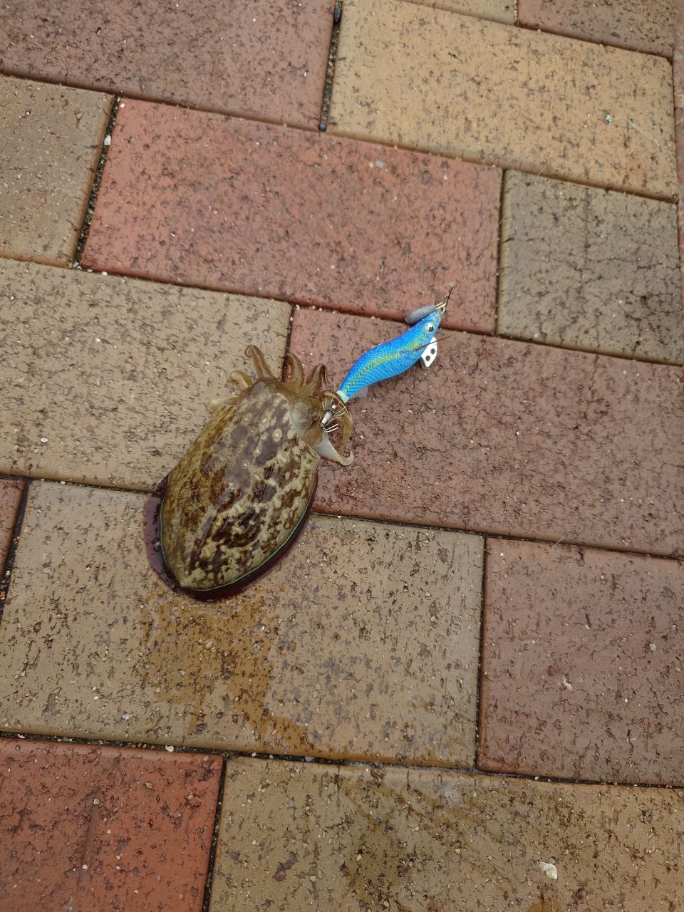 モンゴウイカ