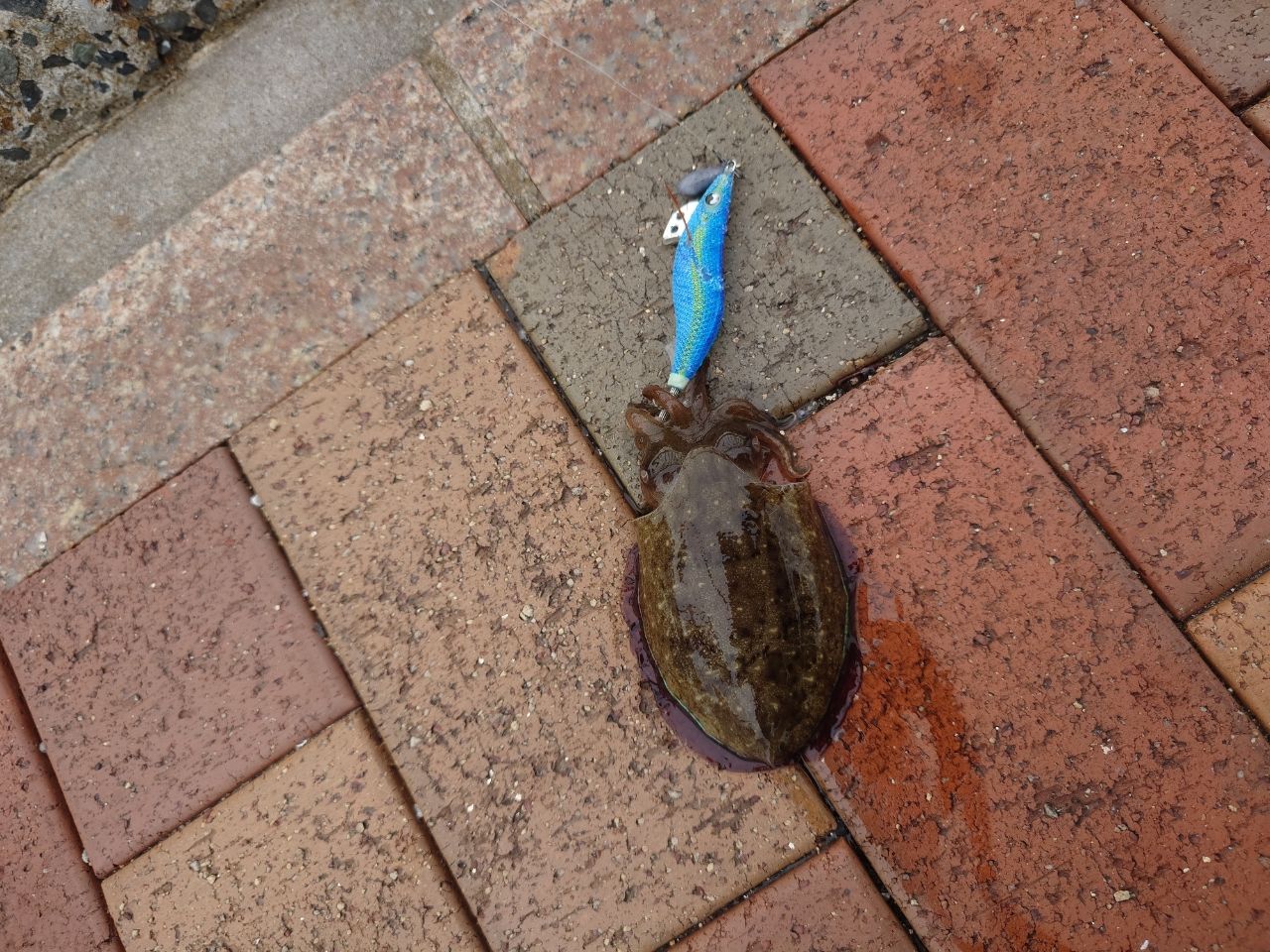 モンゴウイカ