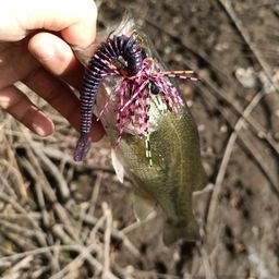 ラージマウスバス