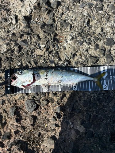 サバの釣果