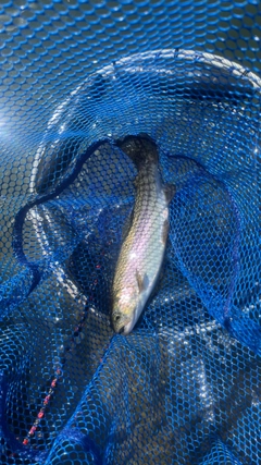 ニジマスの釣果