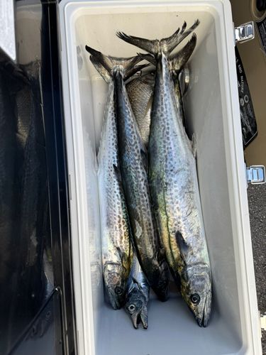 サワラの釣果