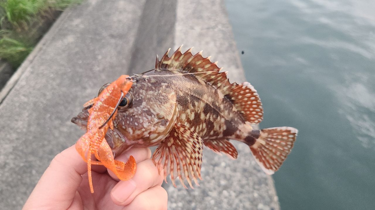 カサゴ