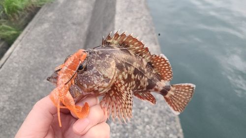 カサゴの釣果