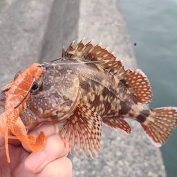 カサゴ