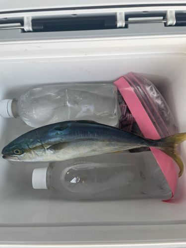 ツバスの釣果