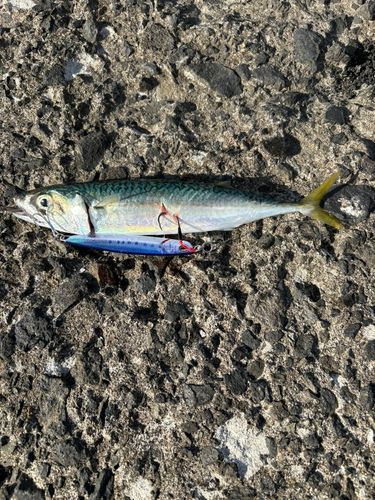 サバの釣果