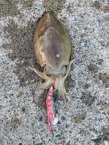 コウイカの釣果
