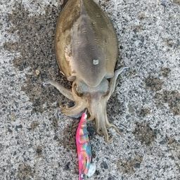 コウイカ