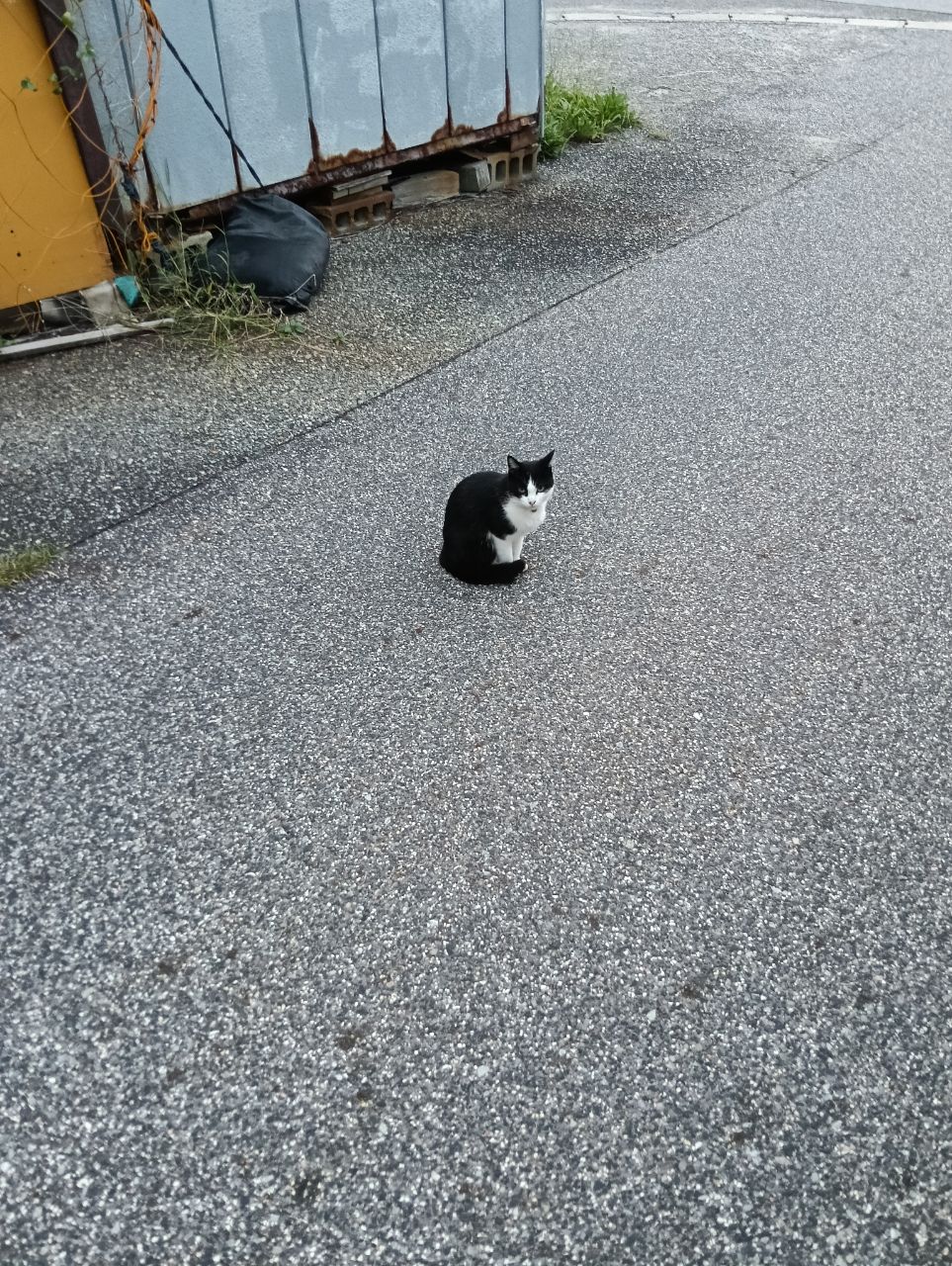 コウイカ