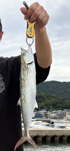 サゴシの釣果