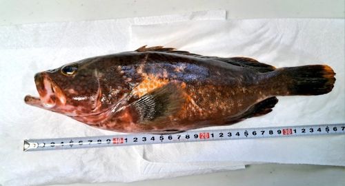 三河湾