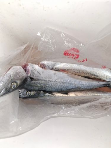 サゴシの釣果