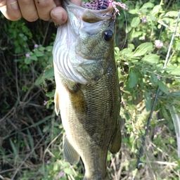 ラージマウスバス