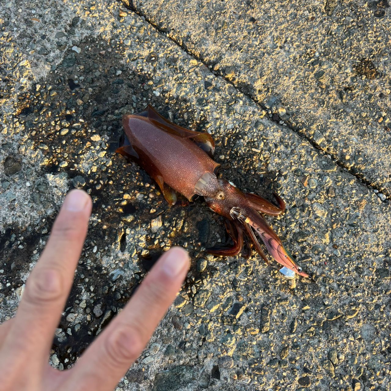 アオリイカ