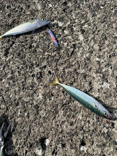 サバの釣果